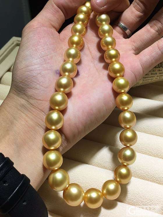 算浓金吗？_项链珍珠