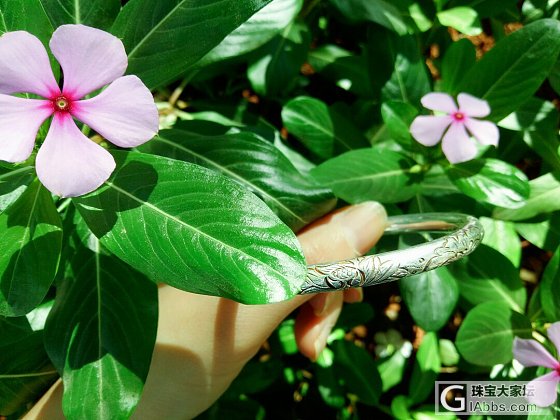 暮见菡萏随风去，犹记当年梅时。（两年后的建工荷）_手镯银
