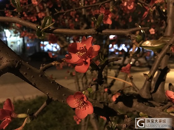 夜之芳华_摄影