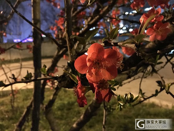 夜之芳华_摄影