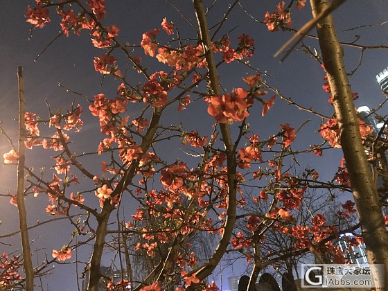 夜之芳华_摄影