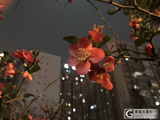 夜之芳华_摄影