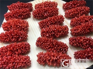 红珊瑚毛毛虫_珊瑚