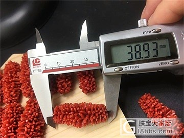 红珊瑚毛毛虫_珊瑚