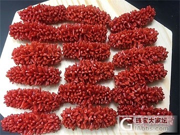 红珊瑚毛毛虫_珊瑚