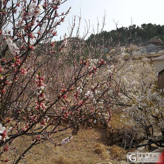 天气晴朗，来崂山喝茶😃😃😃_饮品旅游