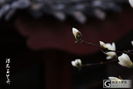 玉兰花开_摄影