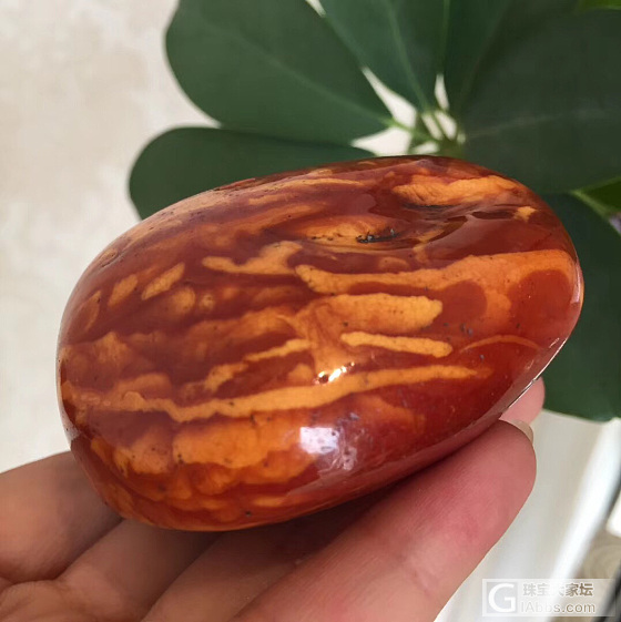 隔壁店昨天上柜的……_蜜蜡