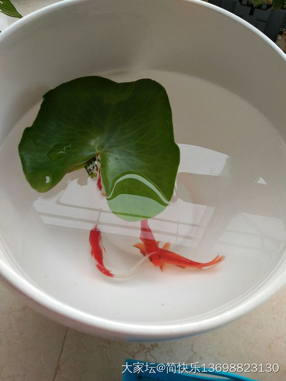 一个旧坛子的华丽转身，你喜欢吗😊_手工diy