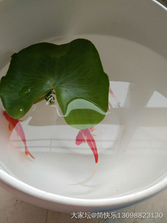 一个旧坛子的华丽转身，你喜欢吗😊_手工diy