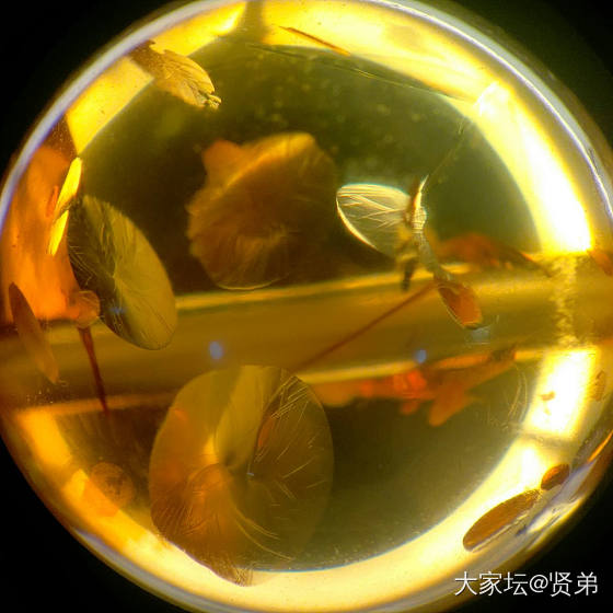 琥珀内部圆形气泡，受热后发生炸裂，形成“盘状裂隙”，俗称“太阳光芒”_琥珀