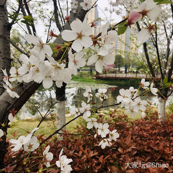 春暖花开&今日份的左右手～_手镯银