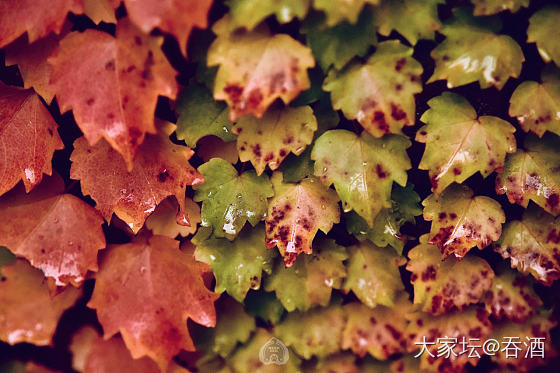 分享今天拍的雨后秋叶_摄影