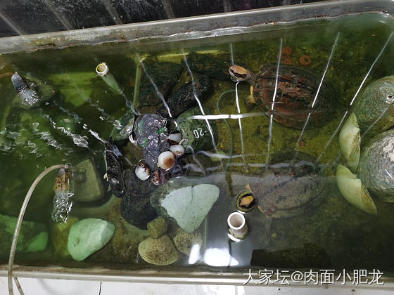 翡翠直播新套路_翡翠
