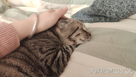 今天换换口味_猫紫黄晶银玉髓玛瑙