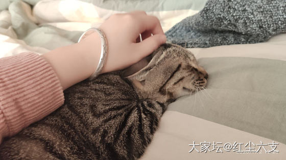 今天换换口味_猫紫黄晶银玉髓玛瑙