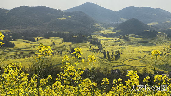 云南罗平油菜花_云南