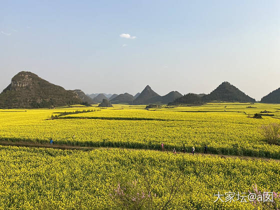 云南罗平油菜花_云南