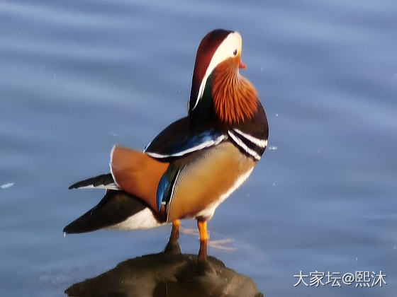 求种草鸳鸯浮雕银镯子_购银闲聊银