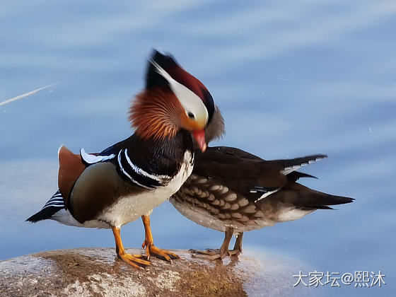 求种草鸳鸯浮雕银镯子_购银闲聊银