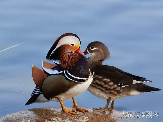 求种草鸳鸯浮雕银镯子_购银闲聊银