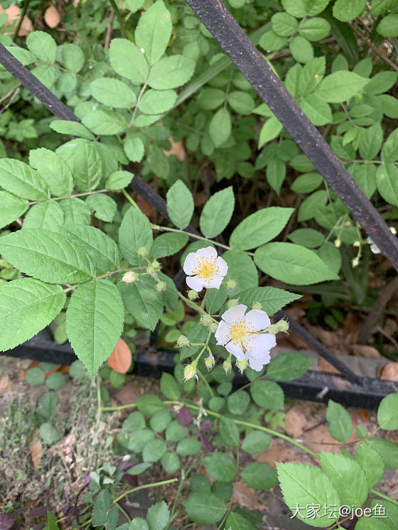 可人的小🌸🌸_银