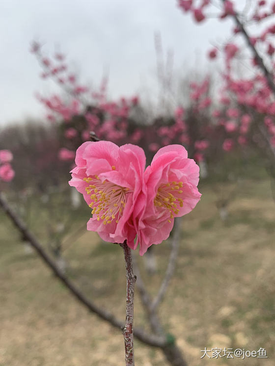 可人的小🌸🌸_银