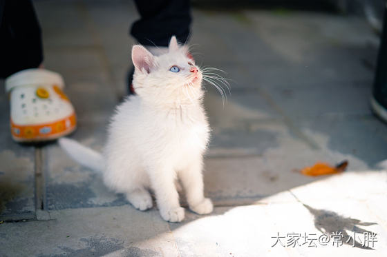 520雪球儿来也～_猫