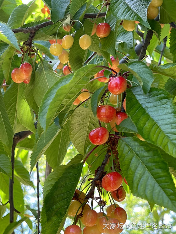 啊啊啊啊，美好的一天！🍒_果园