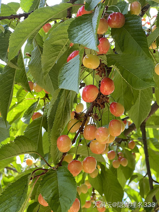 啊啊啊啊，美好的一天！🍒_果园