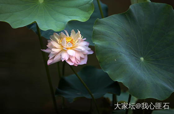 鸳鸯荷花金锁_金