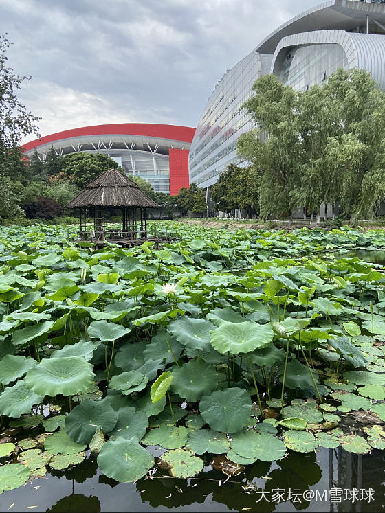 春桃花，夏荷叶_手镯银