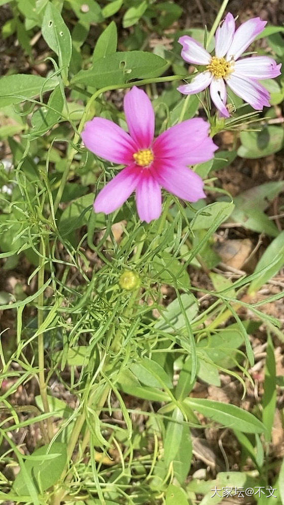 一种相思 两处闲愁🌈_书法