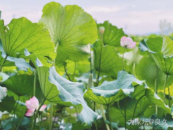 西湖的荷花🪷夏天的镯子_翡翠植物生活