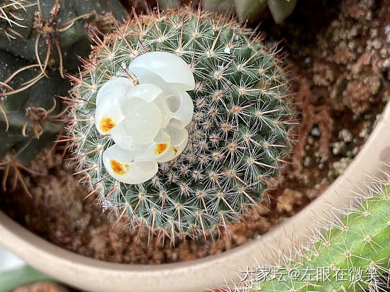 去年的荷花今年镶_戒指镶嵌和田玉