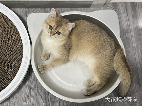 獒总：妈说金砸茶里茶气的，本喵学不会😿_猫