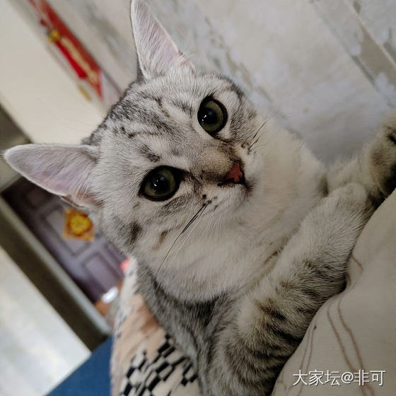 长成大姑娘了_猫