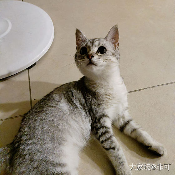 长成大姑娘了_猫