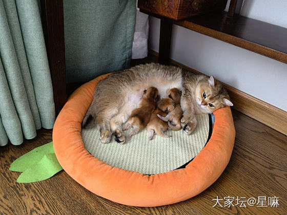 夏季猫猫产房不好选😂_猫