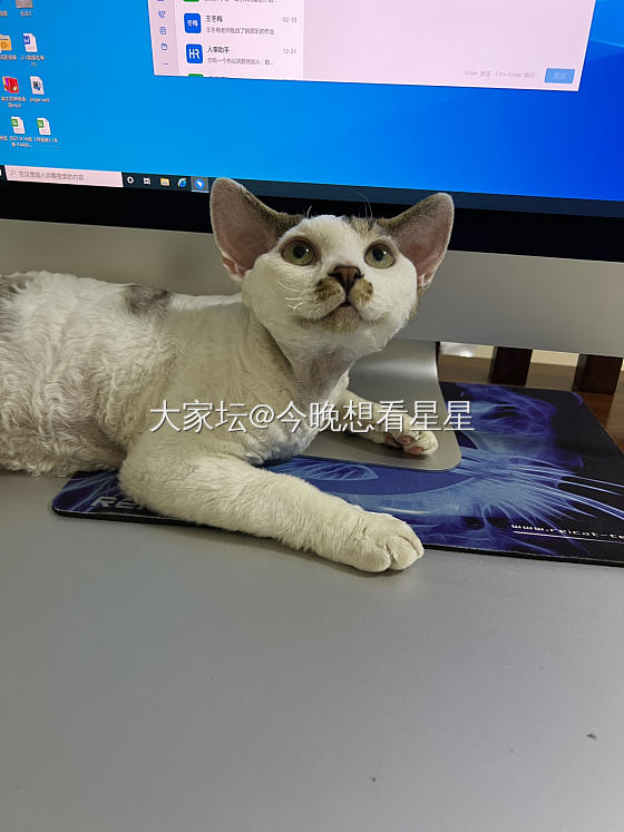 德文卷毛猫生了，俩正脸，一花白自己家养不是贩子，坐标临淄接受预定了