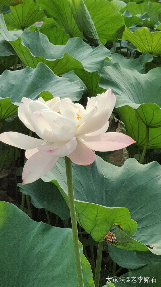 圆明园荷花节（二）_旅游