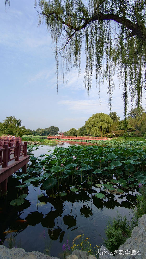 圆明园荷花节（二）_旅游