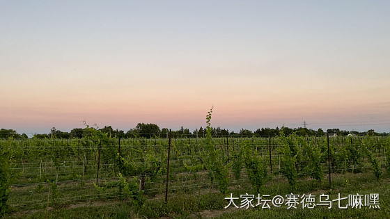 今晚夜宿葡萄园，隔壁燃起的篝火有两米高_景色