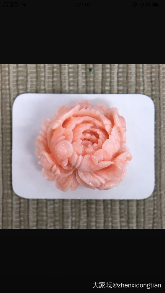 牡丹花_珊瑚