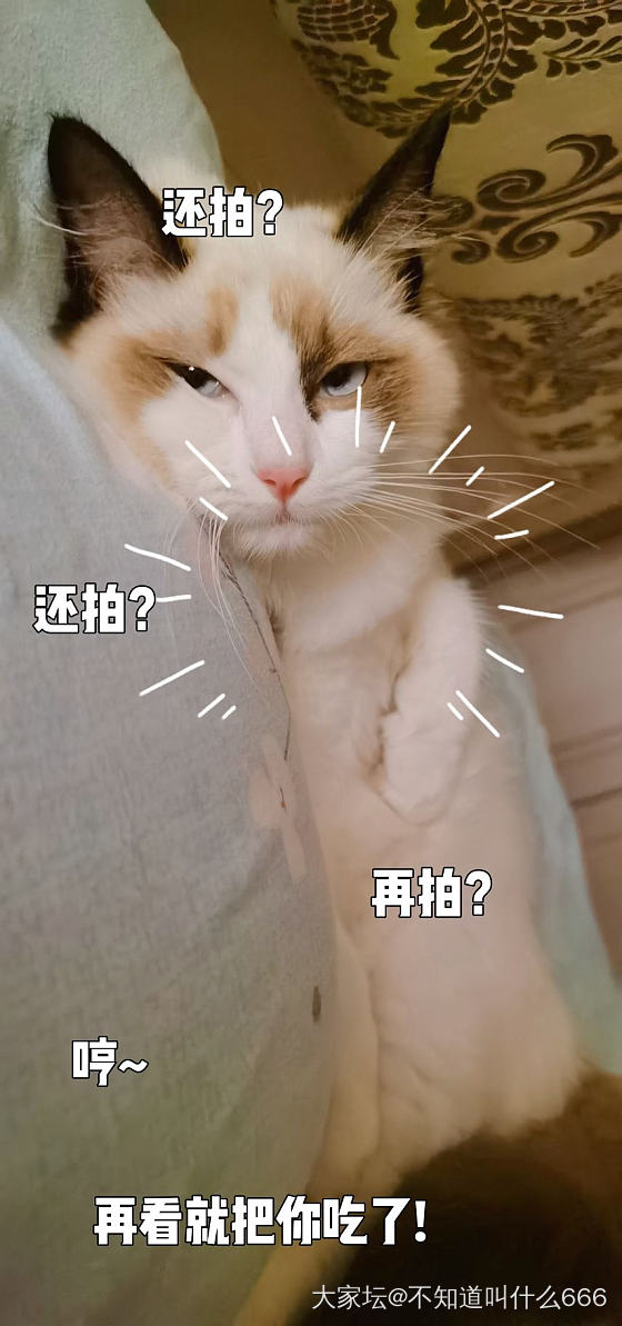 我想养只喵_猫