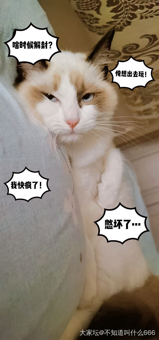 我想养只喵_猫