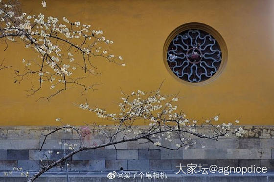 本帖汇集中国文化里各种名花