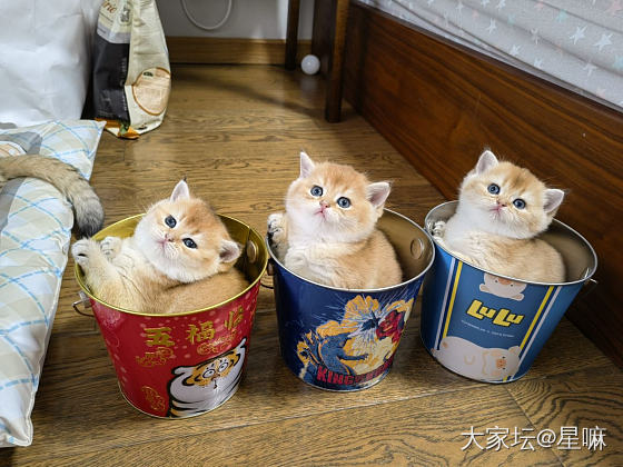 三桶猫猫_猫