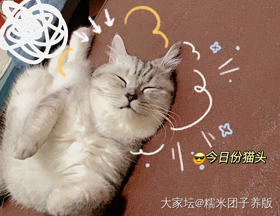 成峰胖猫肥鸟到手啦～_匠人银