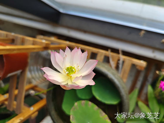 白镯和莲花，都是温柔之物_和田玉